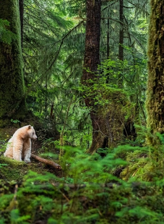 Great Bear Rainforest