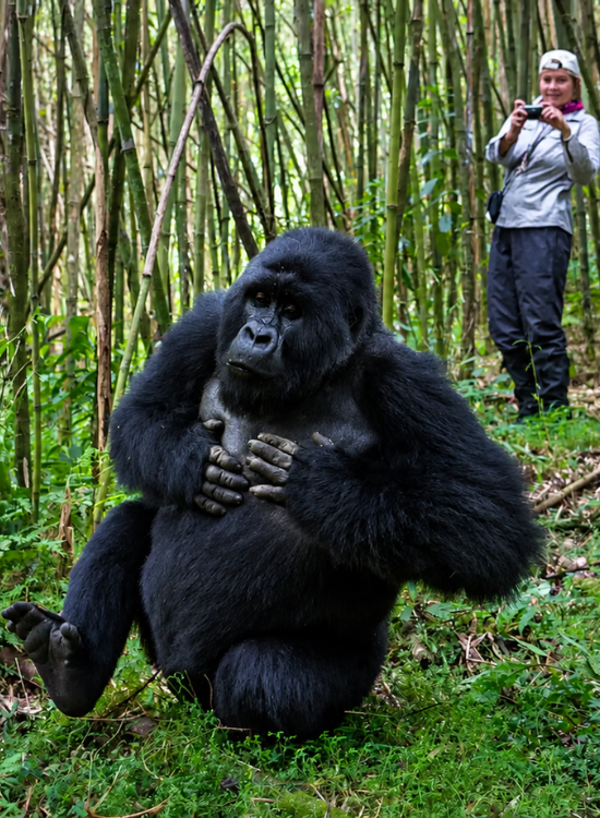 Rwanda Gorilla Trekking Travel Destination